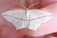 Timandra comae