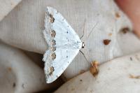 Scopula ornata