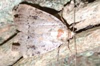 Amphipyra berbera/pyramidea