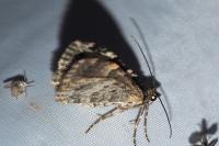 Epirrhoe alternata