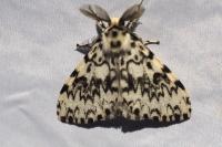 Lymantria monacha
