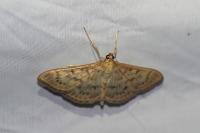 Patania ruralis