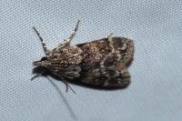 Eudonia mercurella