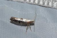 Argyresthia spinosella