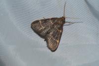Hypsopygia glaucinalis