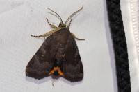 Noctua janthe