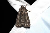 Acronicta rumicis