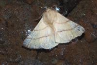 Malacosoma neustria