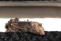 Oligia latruncula