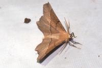 Gerinia honoraria
