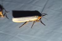 Eilema caniola