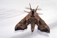 Smerinthus ocellatus