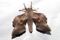 Laothoe populi