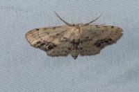 Idaea dimidiata