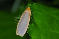 Katha depressa