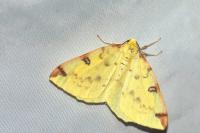 Opisthograptis luteolata