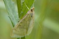 Sitochroa verticalis