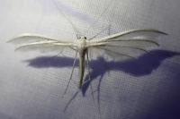 Pterophorus pentadactylus