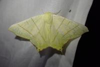 Ourapteryx sambucaria