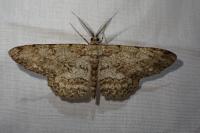 Hypomecis punctinalis