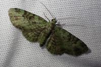 Pasiphila rectangulata