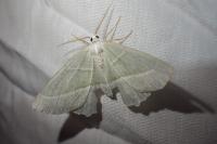 Campaea margaritaria