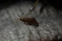 Nematopogon metaxella