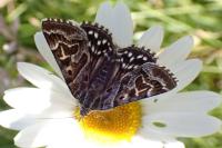 Euclidia mi