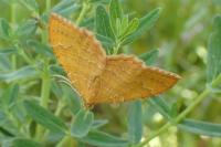 Camptogramma bilineata