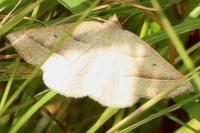 Petrophora chlorosata