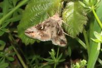 Autographa gamma