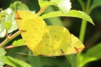 Opisthograptis luteolata