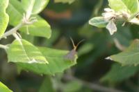 Eurodachtha pallicornella