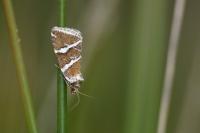 Deltote bankiana