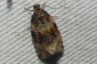 Orthotaenia undulana