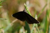 Odezia atrata