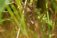 Autographa gamma