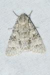Acronicta megacephala