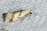 Aethes