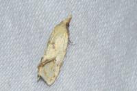 Agapeta hamana
