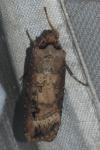 Agrotis ipsilon