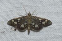 Anania coronata