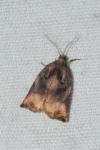 Archips podana