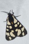 Arctia villica