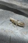 Argyresthia spinosella