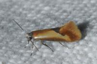 Batia lunaris