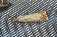 Chrysoteuchia culmella