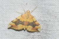 Cidaria fulvata