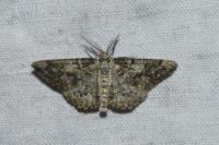 Cleorodes lichenaria
