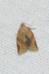 Clepsis consimilana